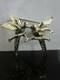 Fab Antique Unused Gold 333 Signed Love Birds Pair Ruby Eyes Pin Brooch