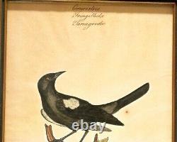 WILLIAM GOODALL Two Bird Watercolor & Ink Works on Paper, c. 1820, Signed, Framed