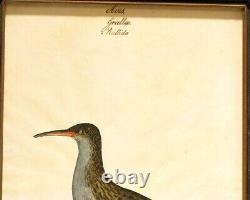 WILLIAM GOODALL Two Bird Watercolor & Ink Works on Paper, c. 1820, Signed, Framed